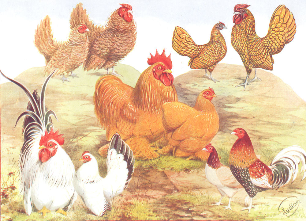 GAME FOWL.Wright.Bantams.Frizzles;Buff Pekins;Golden Sebrights;Japanese 1910